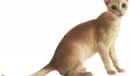 娱乐吃瓜酱猫叫,揭秘娱乐圈那些不为人知的秘密