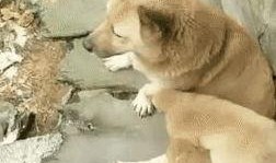 狗崽爆料视频,一窥娱乐圈幕后真相